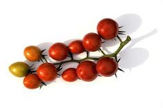 Tigerella
