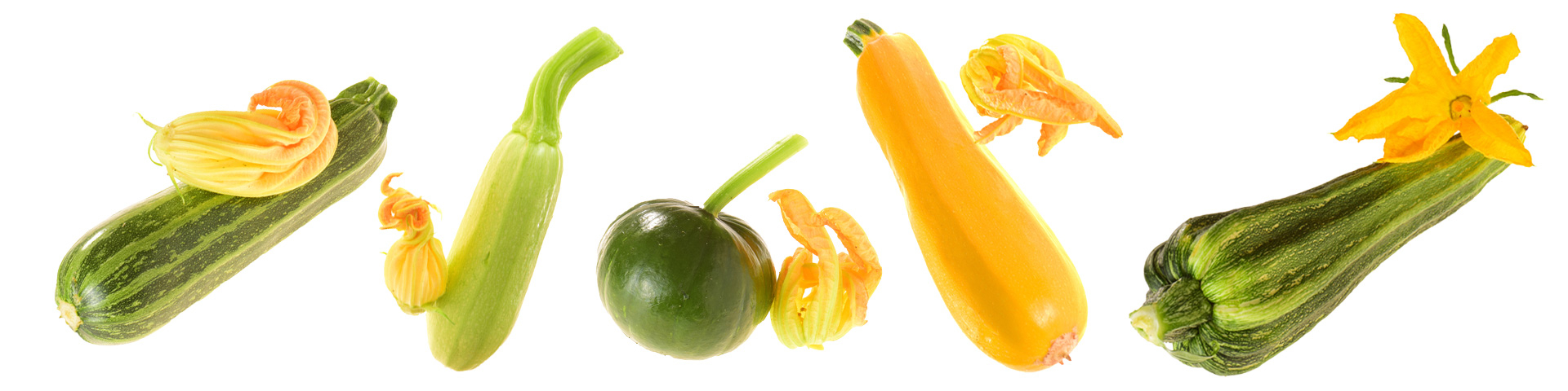 Zucchini von Stekovics
